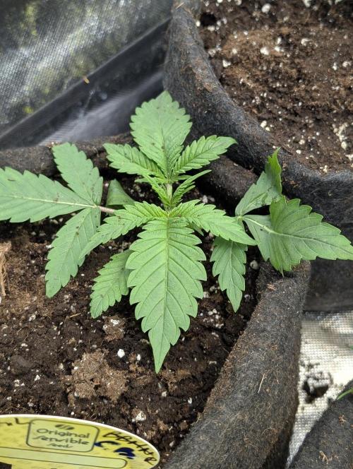 Cotton Berry Rush Auto x4. Week 3