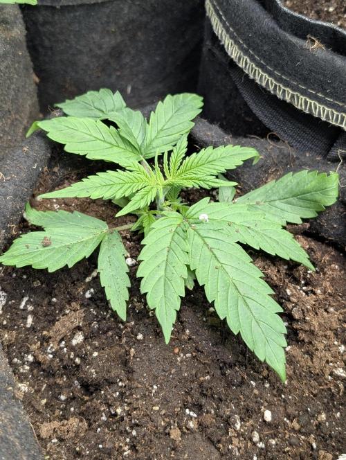 Cotton Berry Rush Auto x4. Week 3