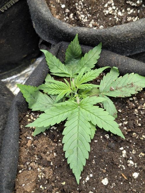 Cotton Berry Rush Auto x4. Week 3