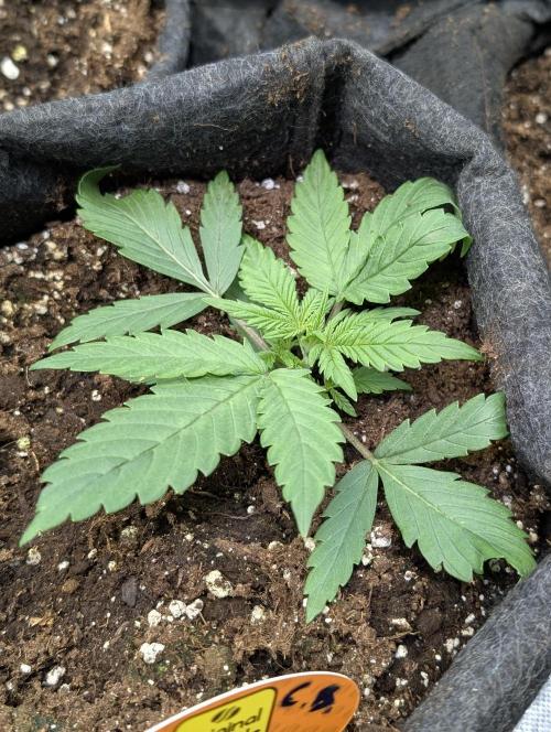 Cotton Berry Rush Auto x4. Week 3