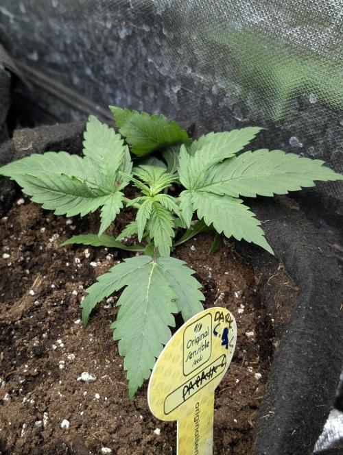 Cotton Berry Rush Auto x4. Week 3