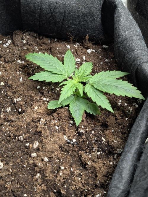 Cotton Berry Rush Auto x4. Week 3