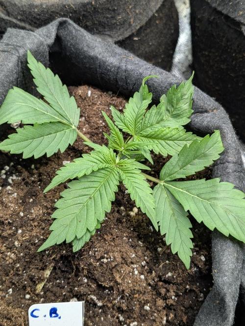 Cotton Berry Rush Auto x3. Week 3