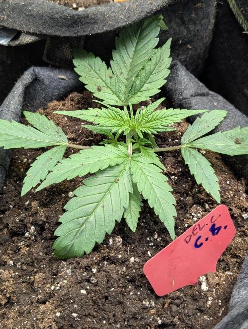 Cotton Berry Rush Auto x3. Week 3