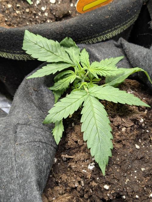 Cotton Berry Rush Auto x3. Week 3