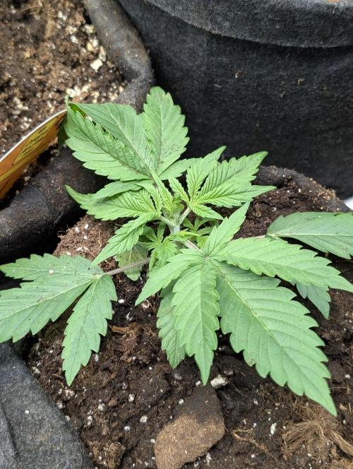 Cotton Berry Rush Auto x3. Week 3
