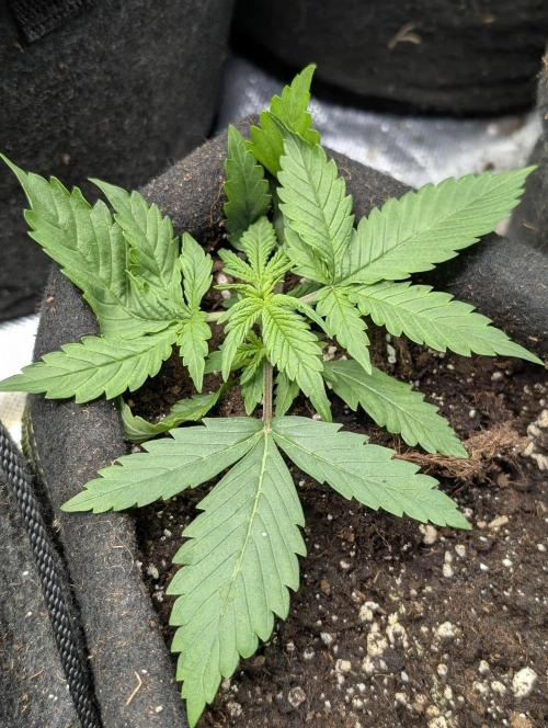 Cotton Berry Rush Auto x3. Week 3