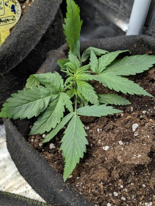 Cotton Berry Rush Auto x3. Week 3