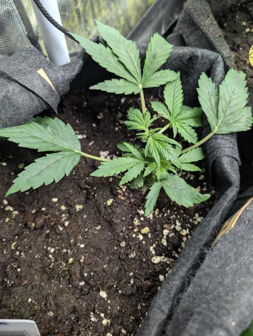 Cotton Berry Rush Auto x4. Week 4