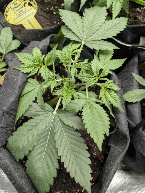 Cotton Berry Rush Auto x4. Week 4