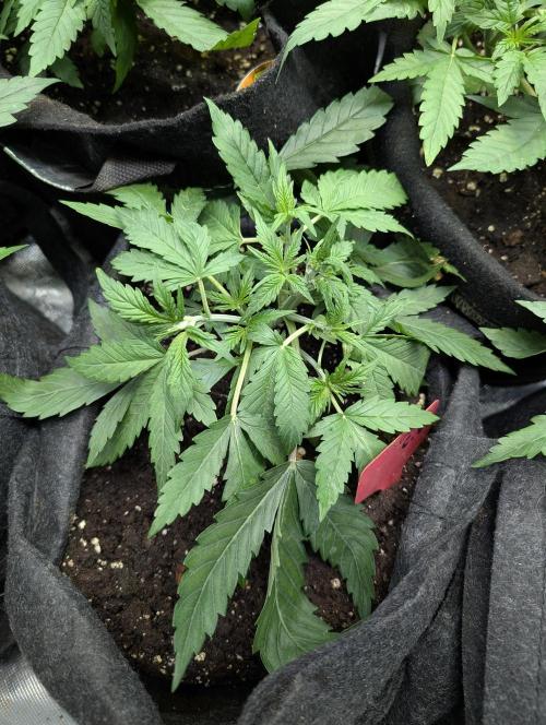 Cotton Berry Rush Auto x4. Week 4