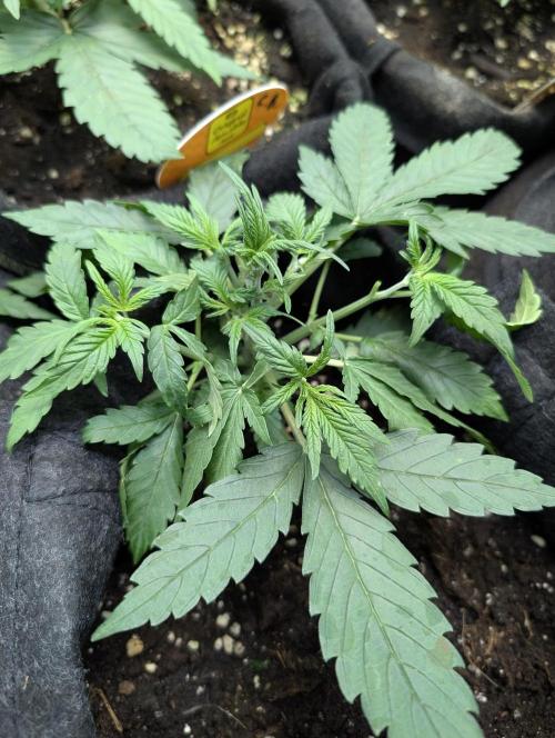 Cotton Berry Rush Auto x4. Week 4