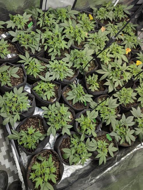 Cotton Berry Rush Auto x4. Week 4