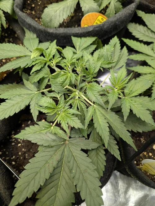 Cotton Berry Rush Auto x4. Week 4