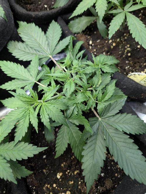 Cotton Berry Rush Auto x4. Week 4