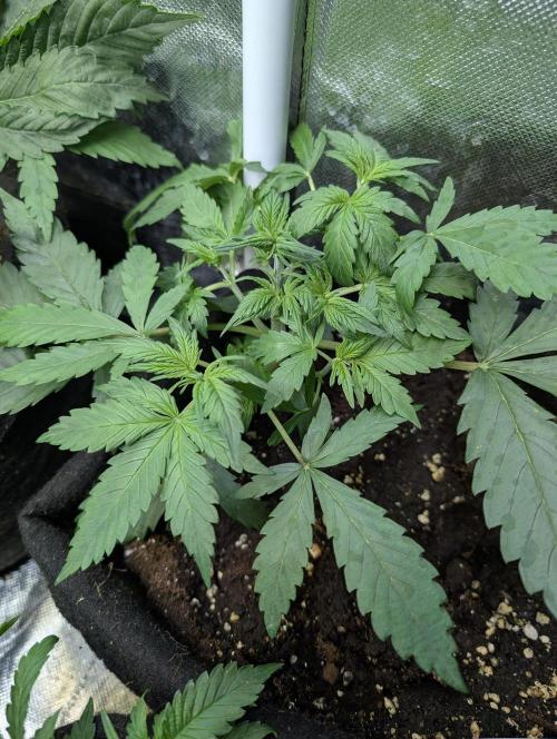 Cotton Berry Rush Auto x4. Week 4