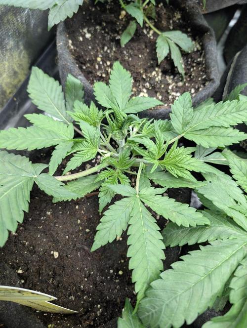 Cotton Berry Rush Auto x4. Week 4