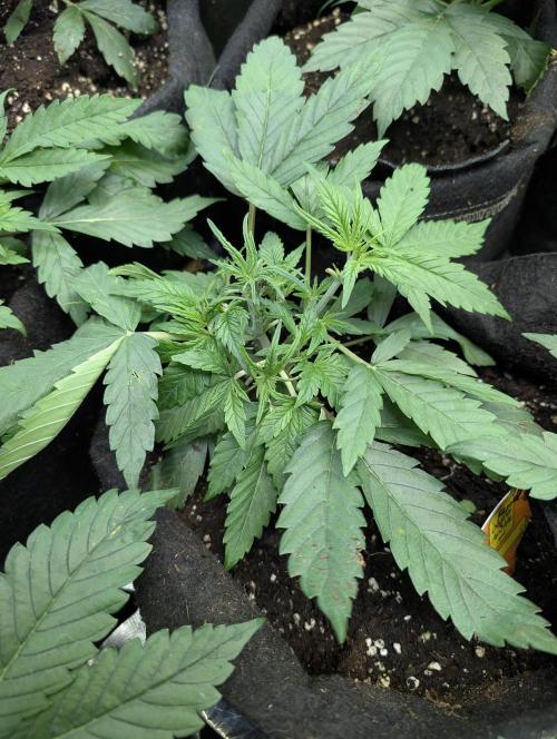 Cotton Berry Rush Auto x3. Week 4