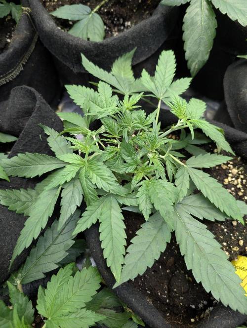 Cotton Berry Rush Auto x3. Week 4
