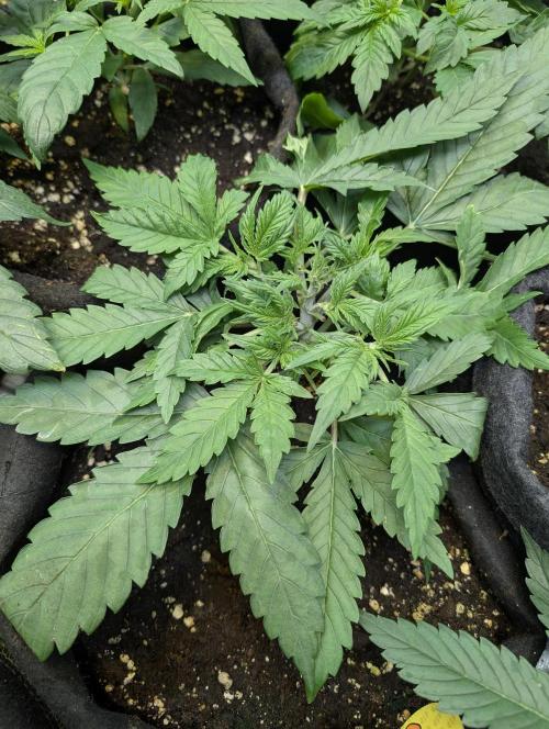 Cotton Berry Rush Auto x3. Week 4