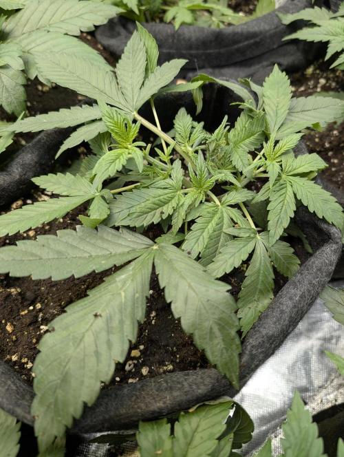 Cotton Berry Rush Auto x3. Week 4