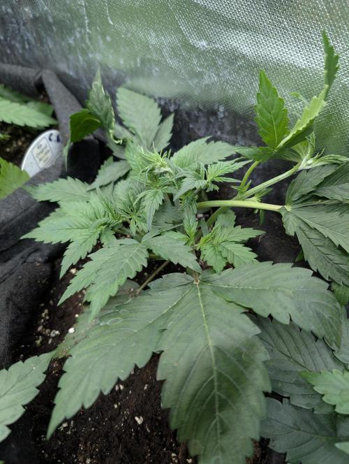 Cotton Berry Rush Auto x3. Week 4