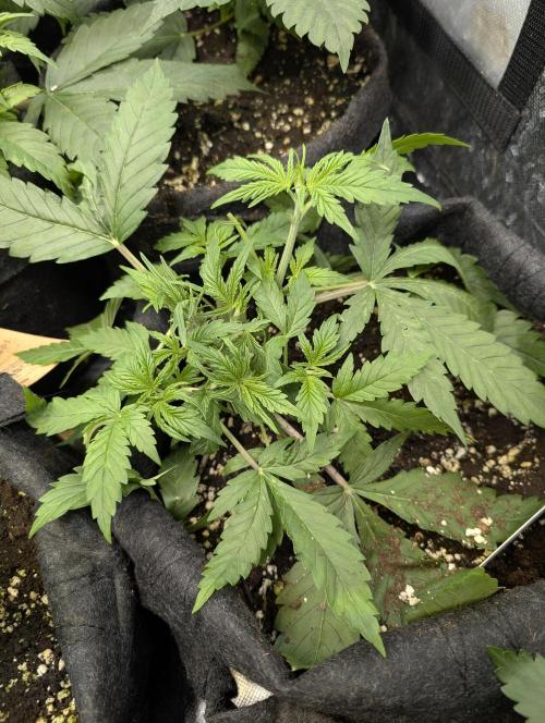 Cotton Berry Rush Auto x3. Week 4