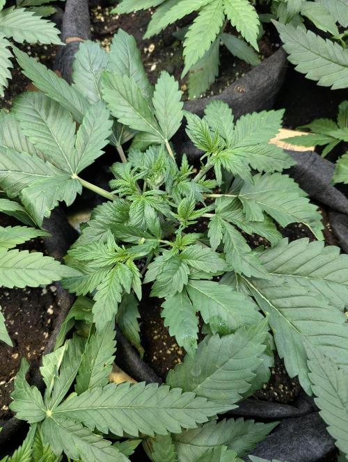 Melon Mosh Auto x4. Week 4