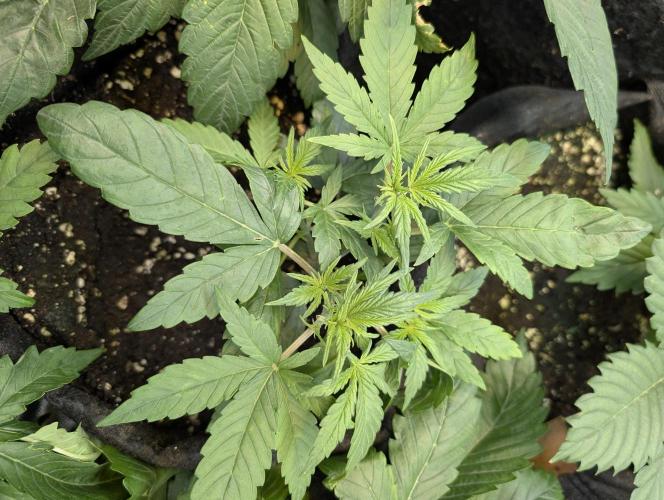 Melon Mosh Auto x4. Week 4