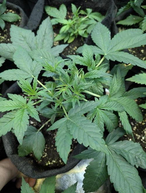 Melon Mosh Auto x4. Week 4