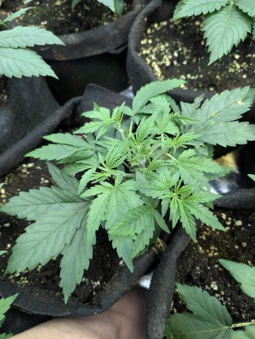 Melon Mosh Auto x4. Week 4