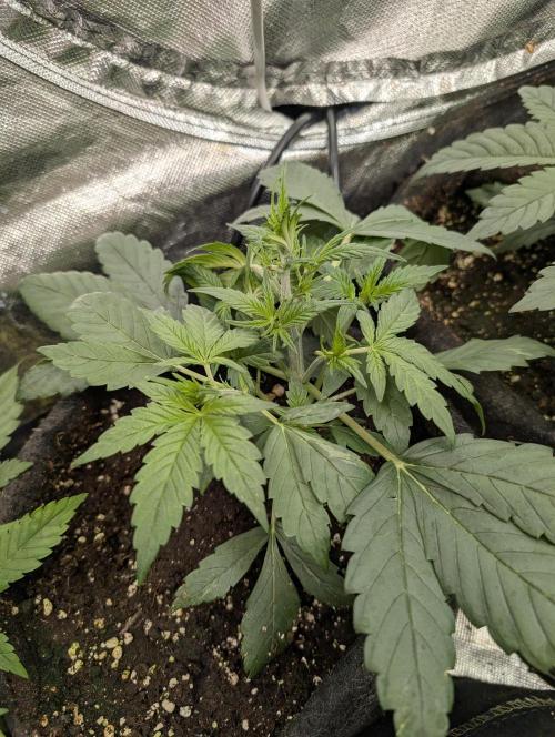 Melon Mosh Auto x4. Week 4