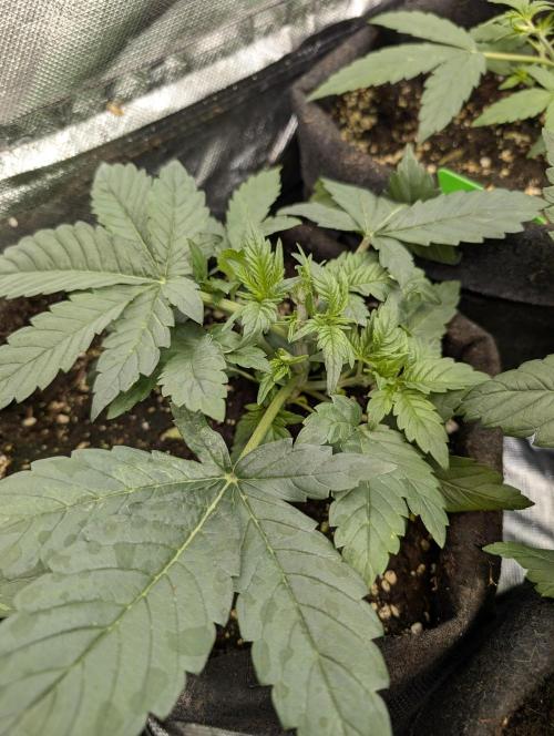 Melon Mosh Auto x4. Week 4
