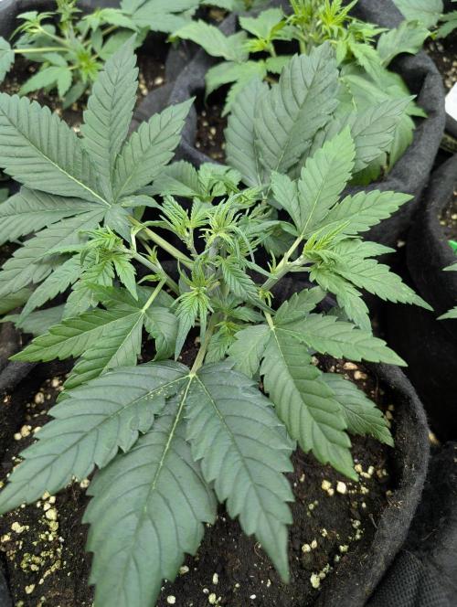Melon Mosh Auto x4. Week 4