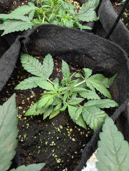 Melon Mosh Auto x4. Week 4