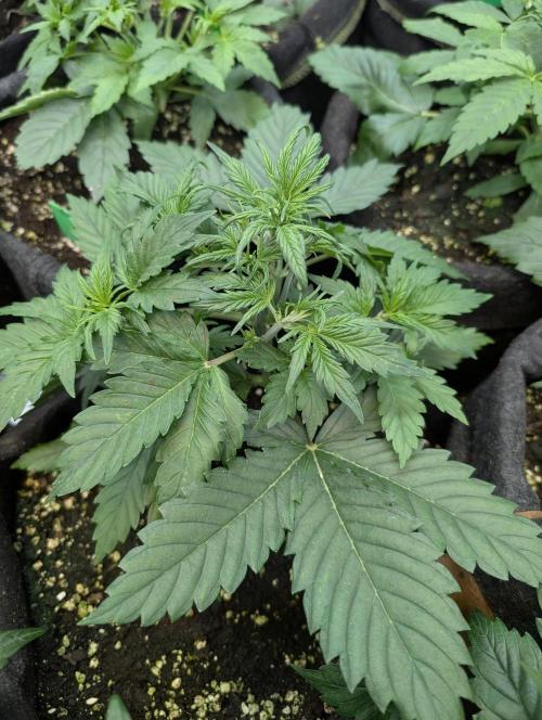 Melon Mosh Auto x3. Week 4