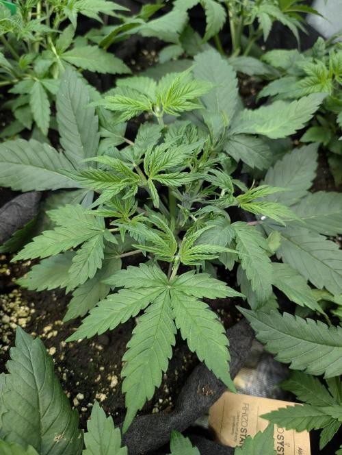 Melon Mosh Auto x3. Week 4