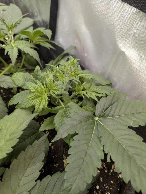 Melon Mosh Auto x3. Week 4