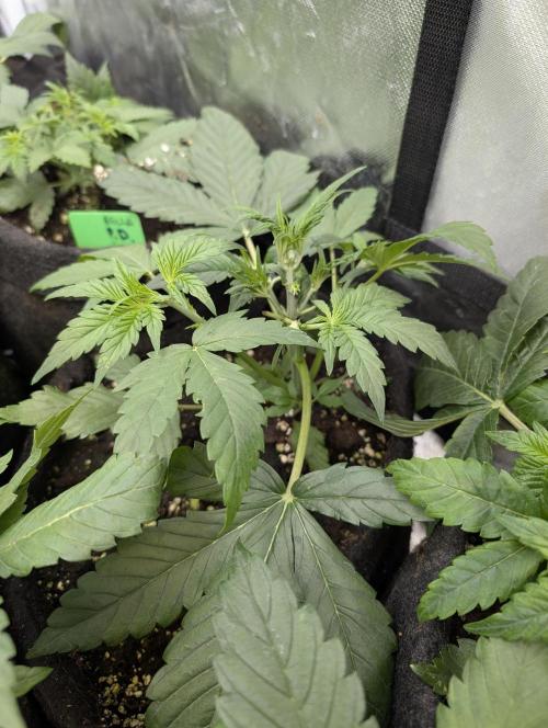 Melon Mosh Auto x3. Week 4