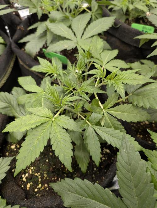 Melon Mosh Auto x3. Week 4