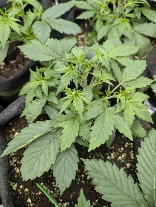 Purple Dream Auto x4. Week 4