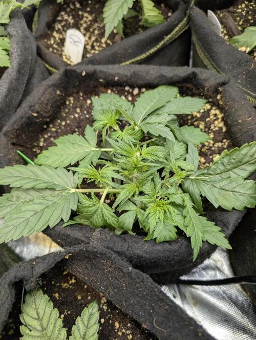 Purple Dream Auto x4. Week 4