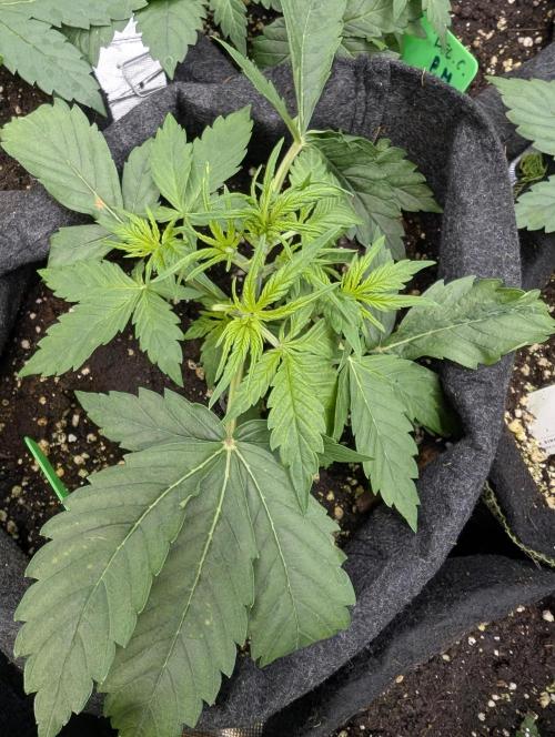 Purple Dream Auto x4. Week 4