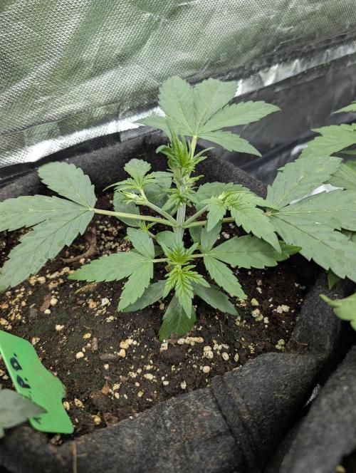Purple Dream Auto x4. Week 4