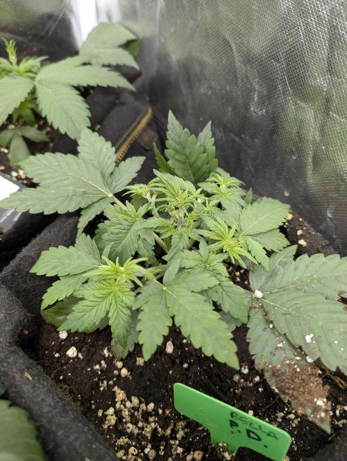 Purple Dream Auto x3. Week 4