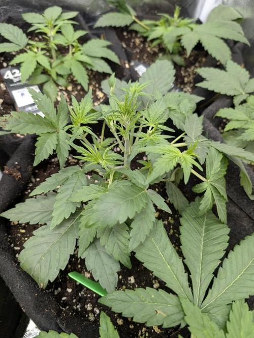 Purple Dream Auto x3. Week 4