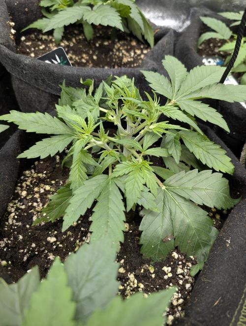 Purple Dream Auto x3. Week 4