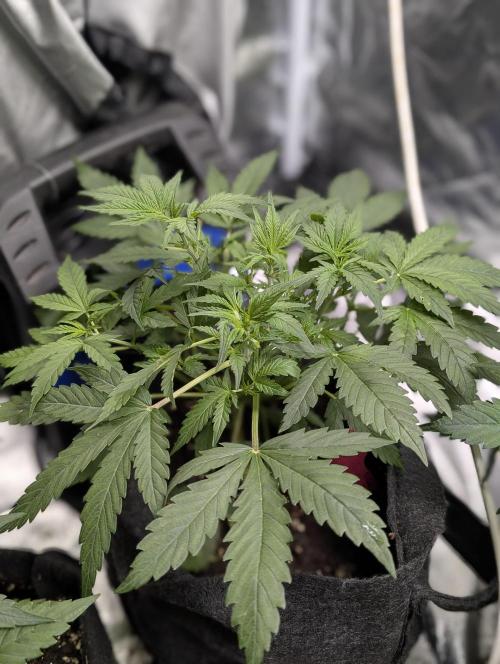 Cotton Berry Rush Auto x4. Week 5