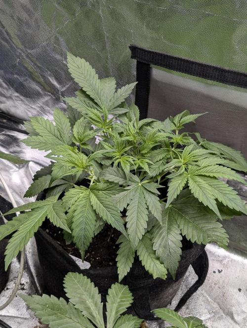 Cotton Berry Rush Auto x4. Week 5