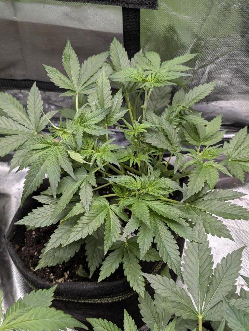 Cotton Berry Rush Auto x4. Week 5